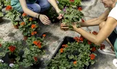 Cum se îngrijesc mușcatele iarna. Ce e bine să faci ca să te bucuri de niște flori superbe în primăvară