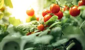 Cum salvezi rapid recolta de roșii cu doar două ingrediente din bucătărie