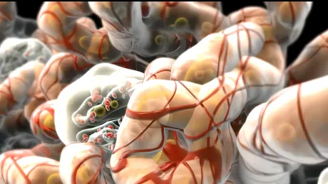 Dieta vegetariană pentru scăderea acidului uric! Cinci opțiuni sănătoase și gustoase