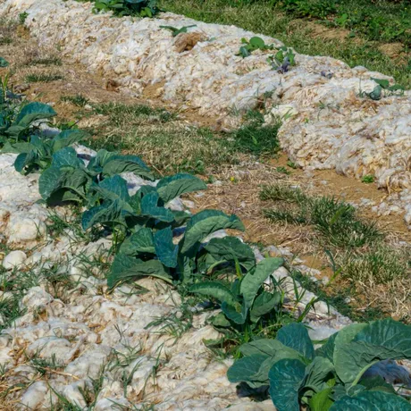 Lâna de oaie în grădină. Cum o folosești ca mulci și îngrășământ natural pentru plante sănătoase