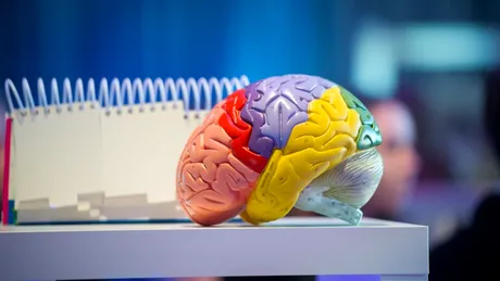 Ajutorul oferit altora încetinește îmbătrânirea creierului, spun experții! De ce e bine să faci voluntariat