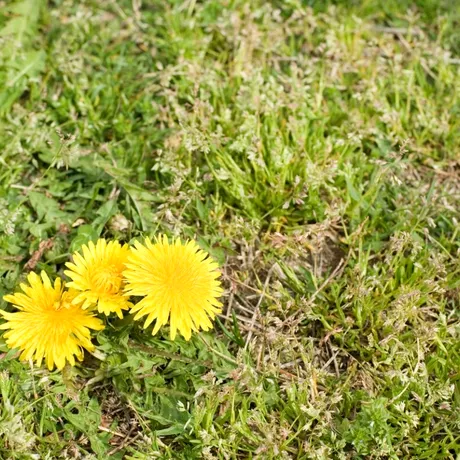 Ai curtea plină de păpădie? Scapă această plantă care se înmulțește rapid cu un ingredient natural