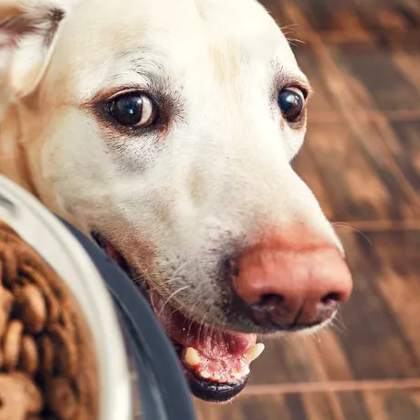 Hrana pentru câini, mai periculoasă pentru mediu decât hrana stăpânilor. Ce arată un nou studiu despre amprenta de carbon a mâncării pentru animale