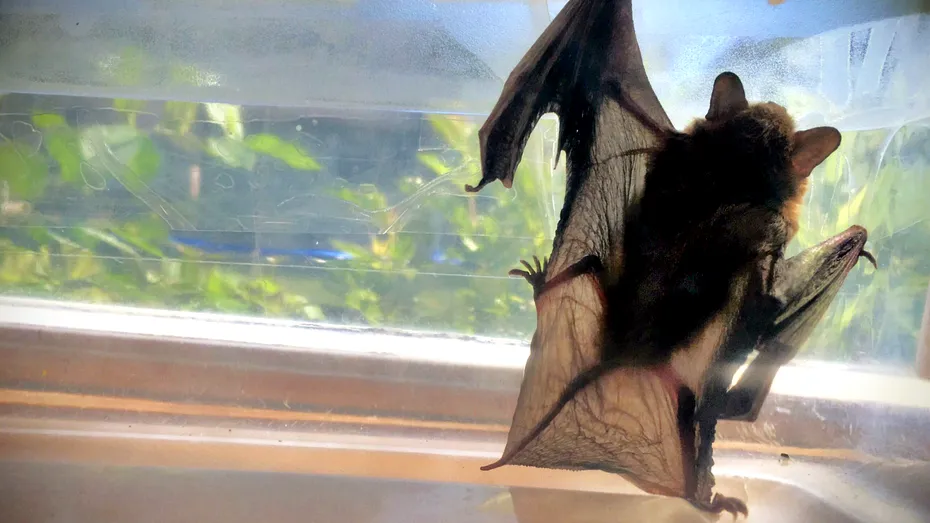 Cât de periculoasă este prezența liliecilor în locuință? Pot provoca boli fatale