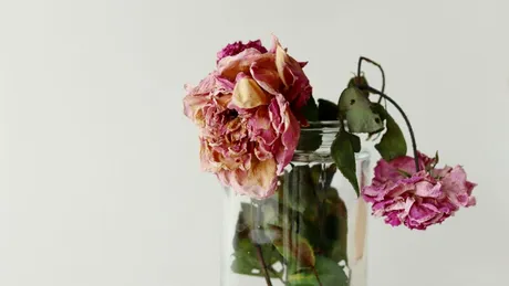 Trandafirii tăi se ofilesc? Iată ce poți face sa să îi readuci la viață