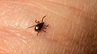 Cum recunoști o căpușă și când trebuie scoasă de medic