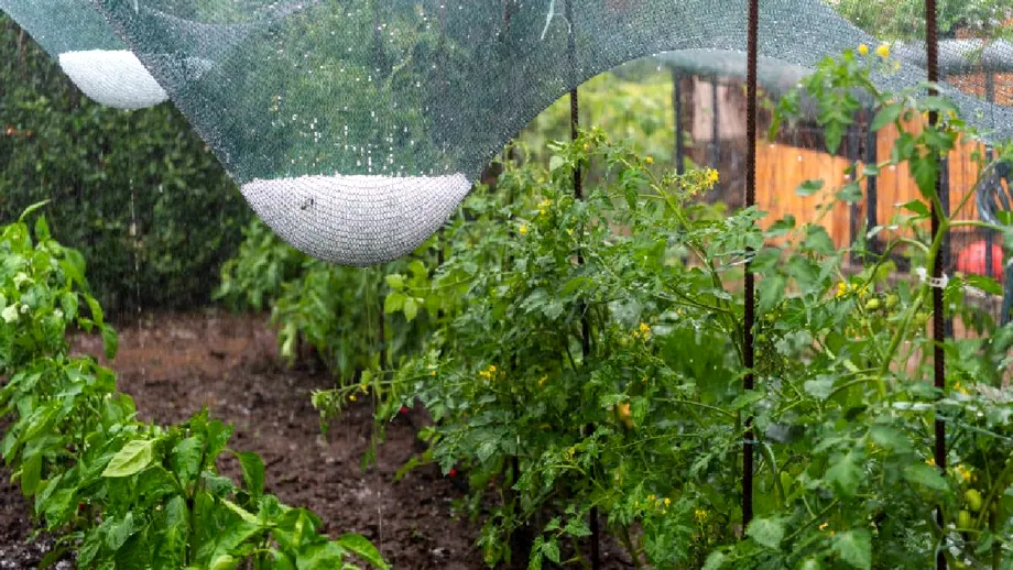 Ce plante poți pune în grădină la sfârșitul lui august. Legumele și plantele care mai au timp să crească înainte de toamnă