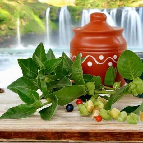 Planta „veche” care reduce stresul, oboseala  și anxietatea. E numită „Xanaxul naturii”