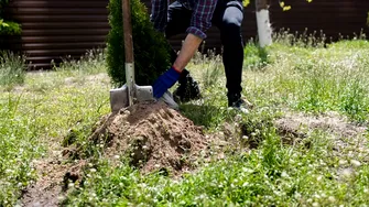 Arborii pe care NU ar trebui să-i plantezi în curtea casei. Aceste specii sunt periculoase pentru sănătate