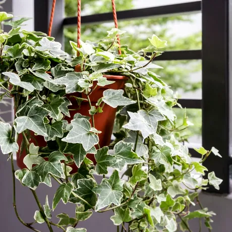 Planta care poate „curăța” aerul poluat în doar 12 ore. Un aliat minunat pentru persoanele cu alergii și astm