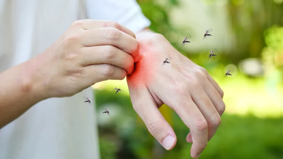 Plantele care te scapă de țânțari. Sunt mai bune decât orice spray