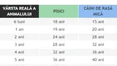 Tabel pentru câini și pisici | Ce vârstă are animalul tău de companie, în ani omenești, în funcție de rasă și de câți ani are acum