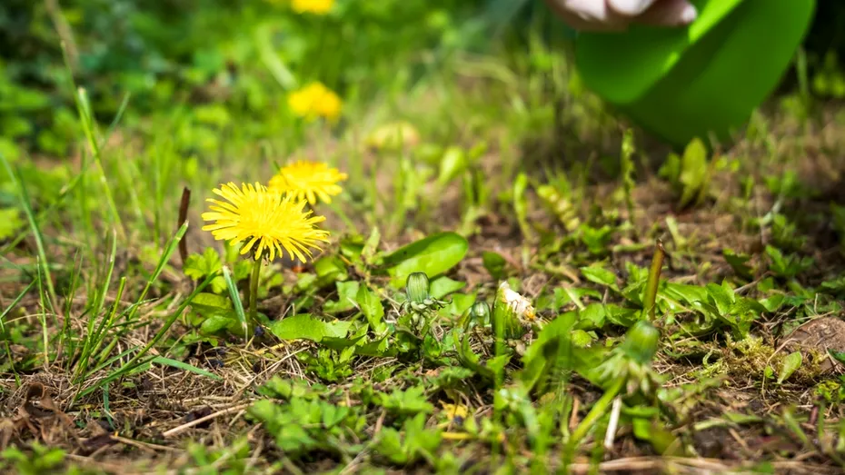 Erbicidul pe care îl faci în 5 minute acasă. Buruienile dispar ca prin magie!