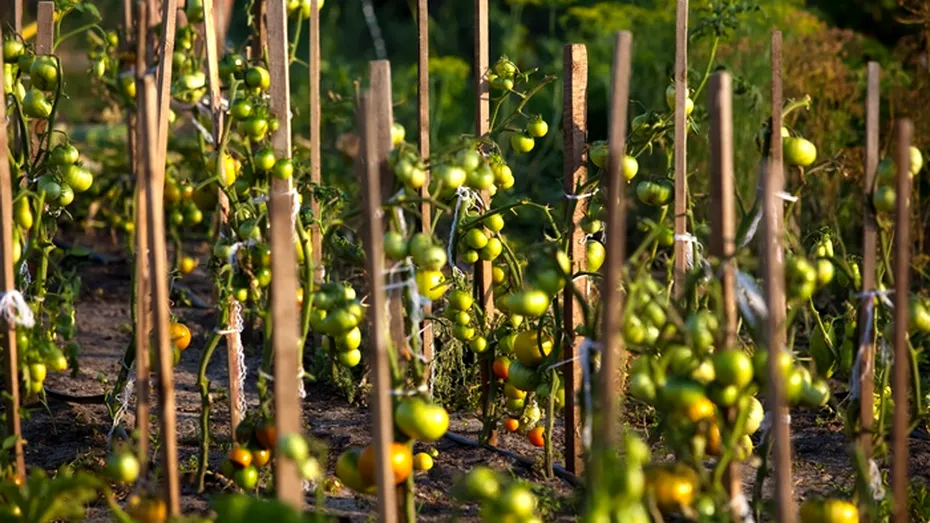 De ce se răsucesc, de fapt, frunzele roșiilor. Cum poți salva rapid recolta