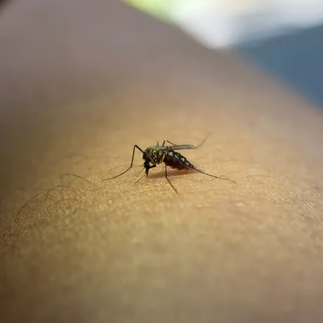 Alertă de la INSP: 58 de cazuri de West Nile în România. Bucureștiul, pe primul loc în clasamentul infectărilor