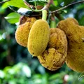 Jackfruit și beneficiile sale pentru sănătatea femeilor! Conține și antioxidanți care combat îmbătrânirea prematură a pielii