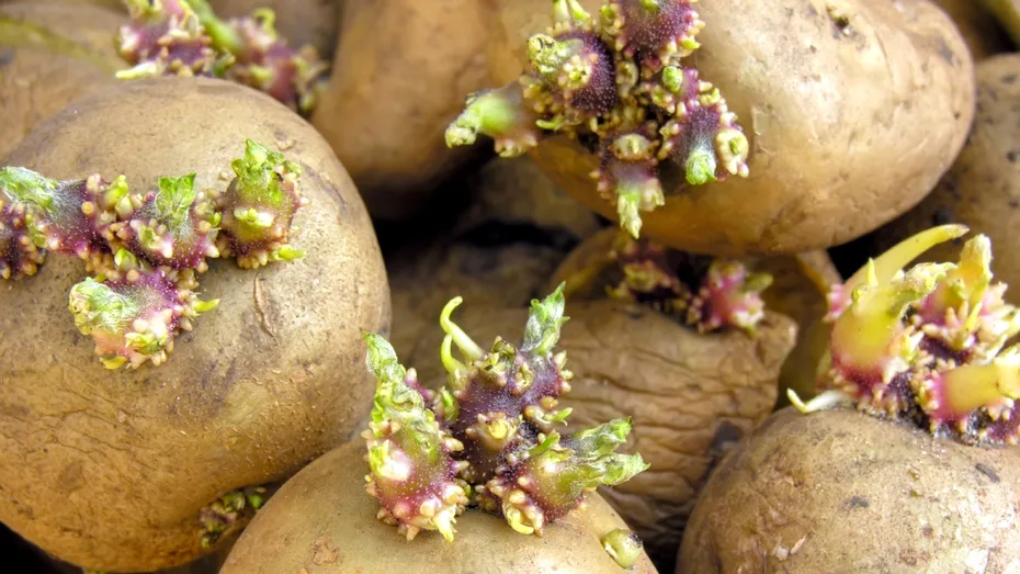 Nu mâncați cartofi încolțiți. Pericole ascunse și riscuri pentru sănătate