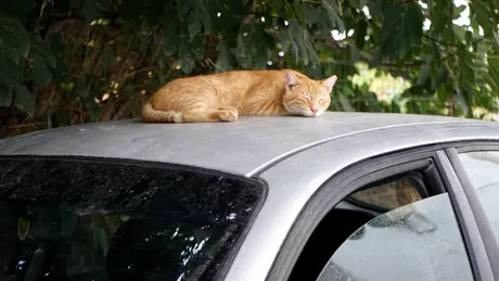 Cum să faci să nu se mai urce pisicile pe mașină. Trucuri naturale care le țin la distanță. Adio, lăbuțe și zgârieturi!