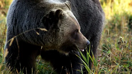 Cine este tânăra ucisă de urs în Bușteni. Tragedia a oripilat o țară întreagă