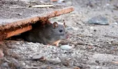 Soluții NATURALE care pot ține rozătoarele la distanță. Cum îți ferești locuința de invazia șobolanilor