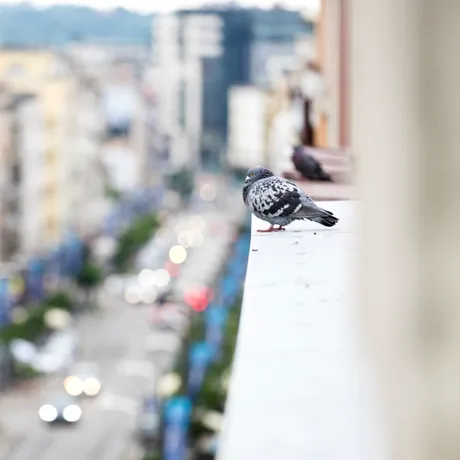 Cum să ții porumbeii departe de casa ta. Soluții simple și eficiente
