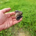 Ai găsit un liliac în curte sau casă? De ce nu trebuie să-l atingi. Pot provoca boli fatale