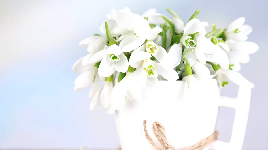 Semnificaţia florilor de primăvară - ce simbolizează ghioceii, lalelele sau zambilele?