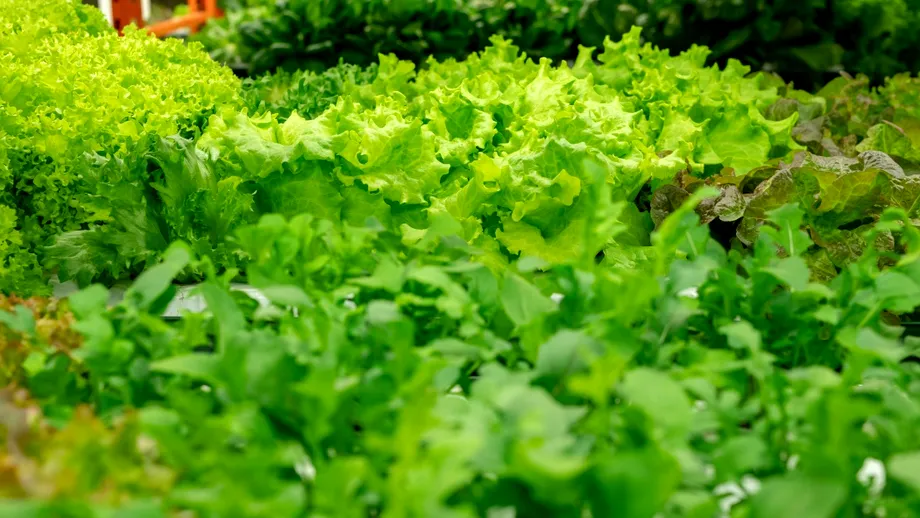 Condimentele nelipsite din salate care pot deveni toxice pentru ficat, conform specialiștilor