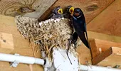 Ce înseamnă când o rândunică își face cuib la casa ta și de ce este important să nu îl distrugi