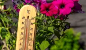 Cum se udă corect plantele din grădină în perioadele de caniculă?