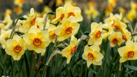 Florile pe care trebuie să le plantezi în aprilie, pentru o grădină înfloritoare la vară