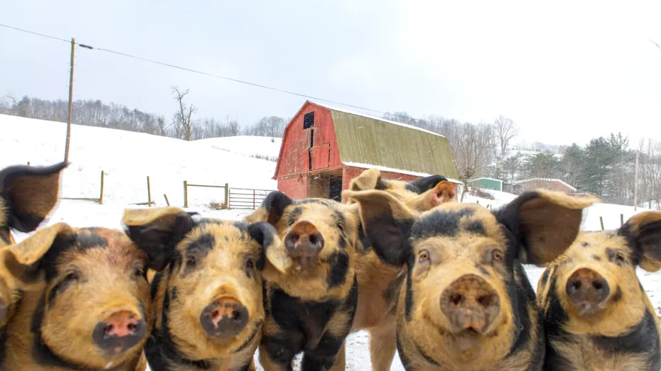 Obiceiuri și superstiții românești de Ignat