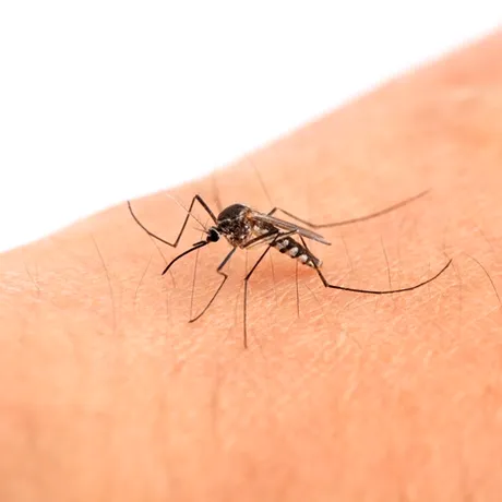 Virusul West Nile face ravagii în Europa. 13 morți în Italia și cazuri confirmate în România