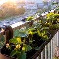 Cum uzi plantele când pleci în concediu. Trucuri simple care le ajută să reziste chiar și două săptămâni fără tine
