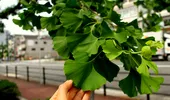 Ginkgo biloba: beneficii, limite și ce trebuie să știi înainte să îl folosești