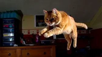 Motivul real pentru care pisica ta aleargă noaptea prin casă. Ce mesaj vrea să-ți transmită