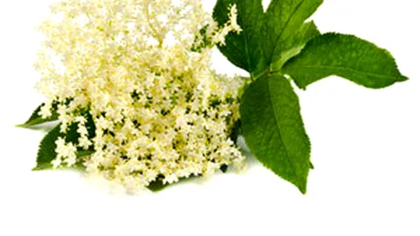 Soc (Sambucus nigra)