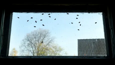 Trucul simplu care alungă instant muștele din casă. Pune acest aliment din bucătărie pe pervaz