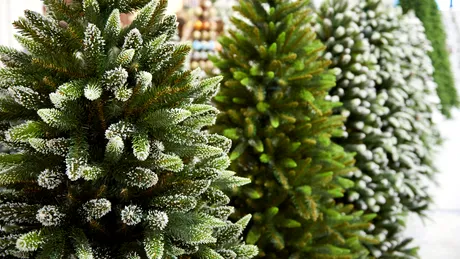 Bradul de Crăciun - natural sau artificial? Ce avantaje şi dezavantaje are fiecare