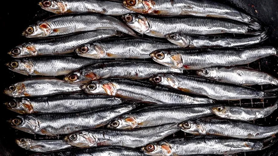 Peștele cu beneficii miraculoase pentru creier și inimă. Motivul pentru care românii nu îl consumă des