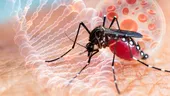 Avertisment OMS pentru turiști: virusul West Nile se extinde în Europa, inclusiv în destinații populare de vacanță