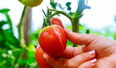 De ce se crapă roșiile în grădină? Greșeala pe care o fac mulți oameni și cum poți preveni problema