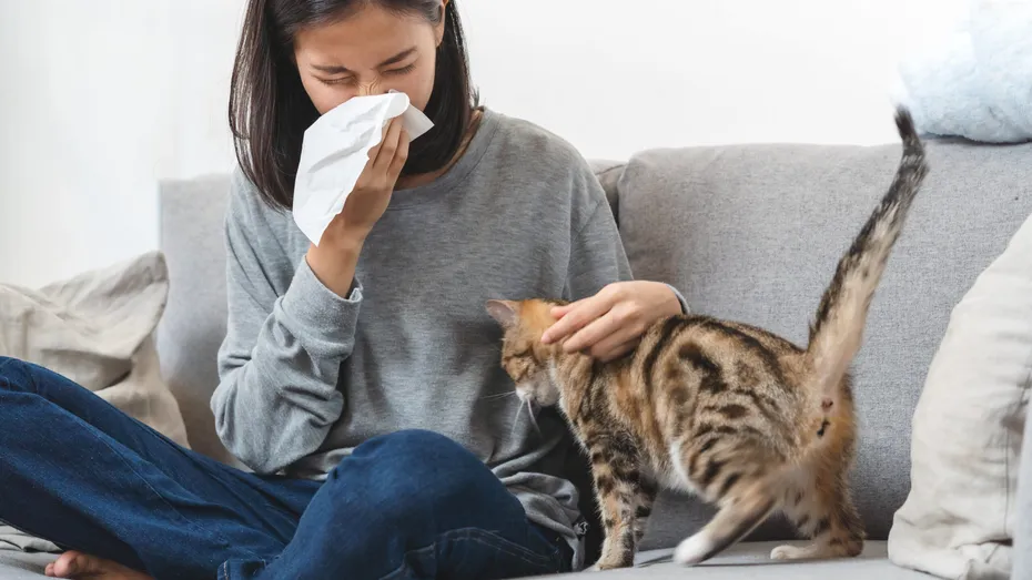A apărut vaccinul împotriva alergiei la părul de pisică. Tratamentul declanșează o producţie de anticorpi foarte puternică, capabilă să blocheze reacţia alergică