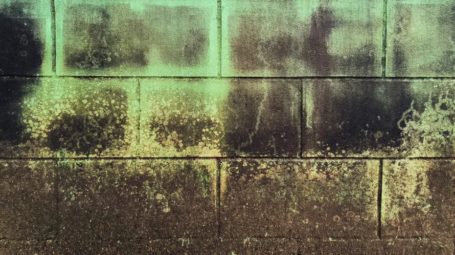 Cum elimini mucegaiul de pe pereți. Metode eficiente și sigure pentru a nu distruge vopseaua