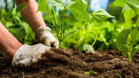 Legumele pe care le plantezi o dată și le recoltezi ani la rând. Sunt ideale pentru orice grădină