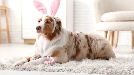 Cum să scapi de părul de animale de pe covoare fără aspirator. Metoda simplă care te costă doar 15 lei