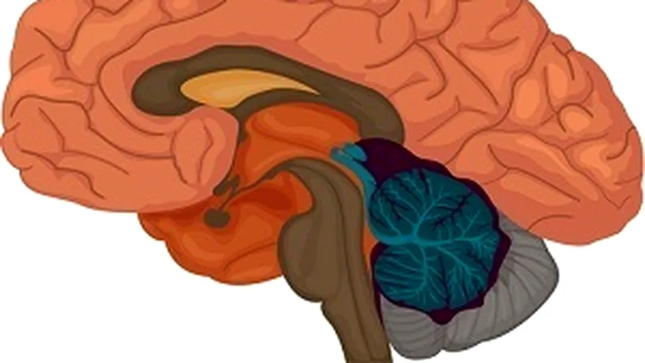 Primul creier uman dezvoltat în laborator