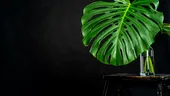 Frunzele plantei tale Monstera se îngălbenesc? Iată ce greșeli îi ucid planta fără să-ți dai seama