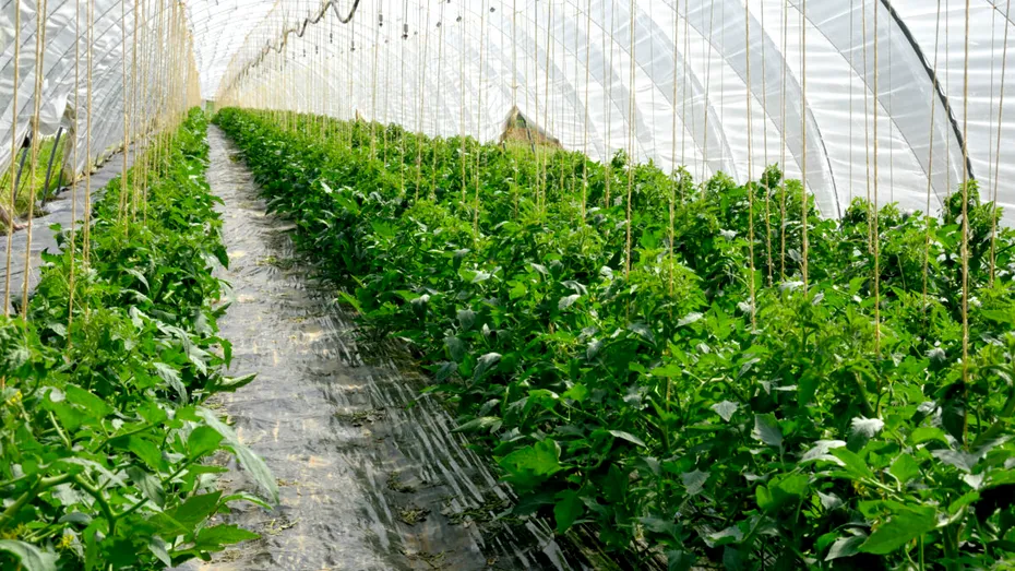 Cum scapi rapid de musculița neagră de pe roșii. Insecticidul natural care funcționează din prima