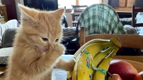 Cele 8 mirosuri pe care orice pisică le detestă: mirosul cafelei, bananelor, oțetului și...